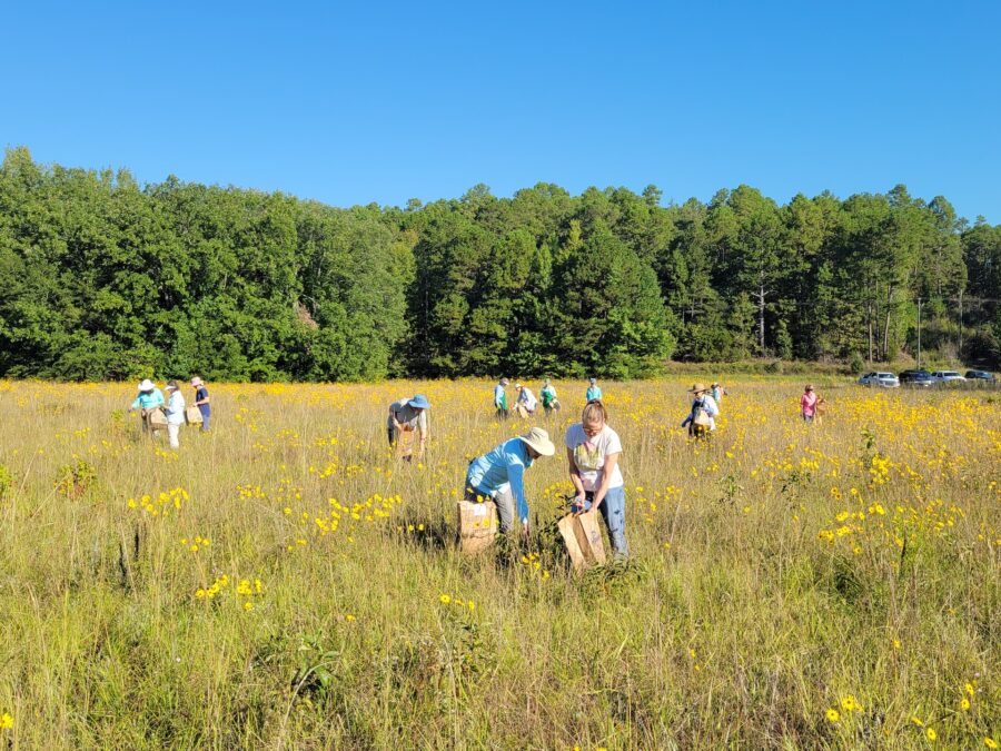 A group of people plant flowers in a field.