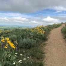 Panoramic image of the Triple Tree Trail in Bozeman, MT