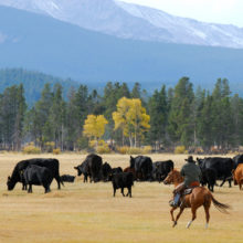 lwcf working landscapes cowboys cows featured image