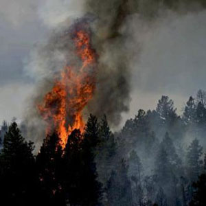 Wildfire Experts' Paper