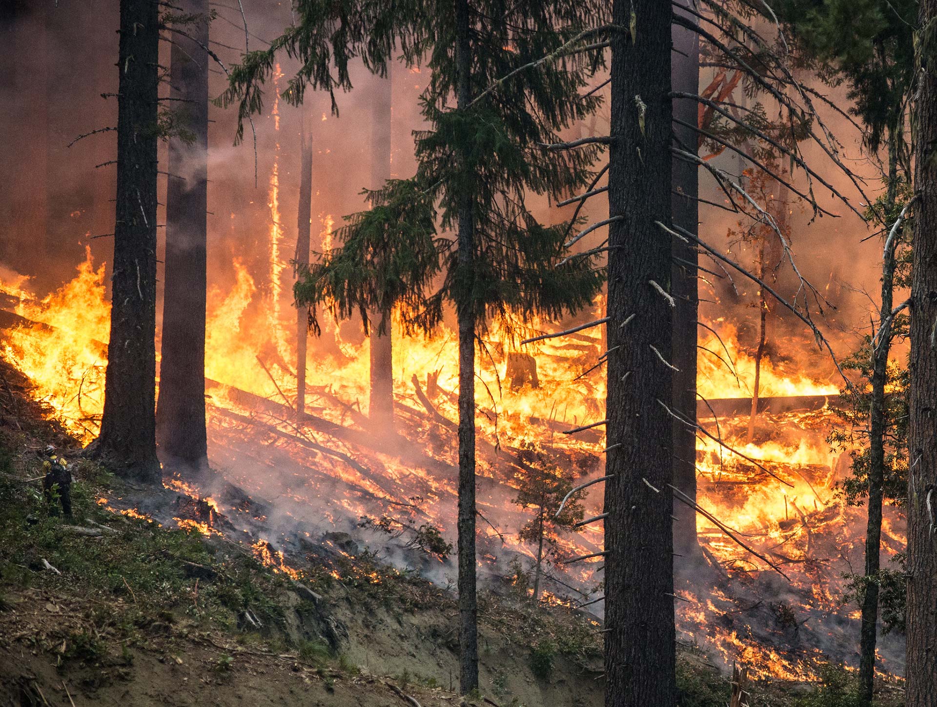 Wildfire Experts’ Paper Informs Effective Policy